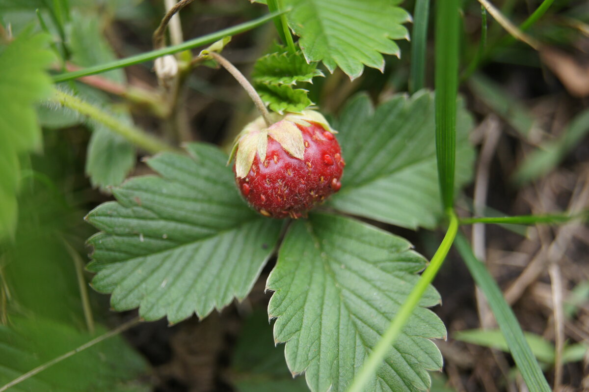 Земляника - Глеб 