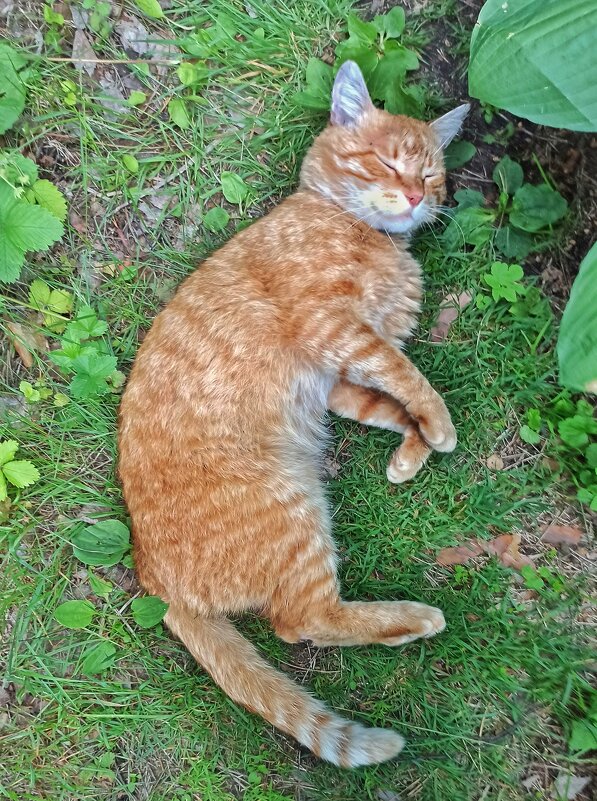 Рано утром мышку съел! - veilins veilins