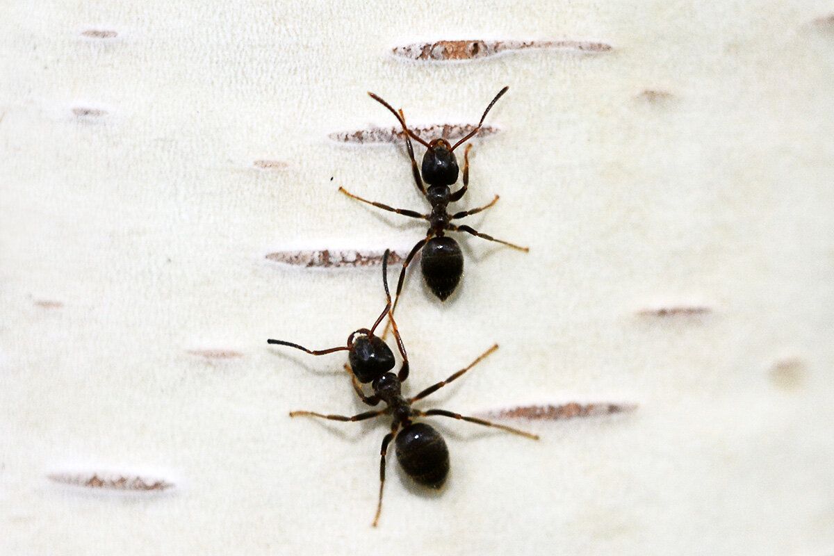 Муравьи на берёзе - Геннадий Супрун Муравьи на берёзе - Геннадий Супрун