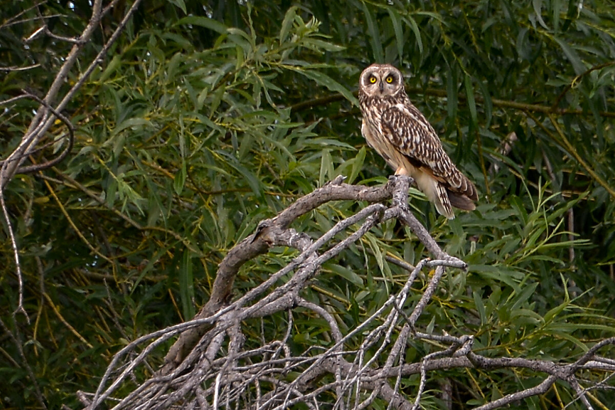 Сова - alex graf