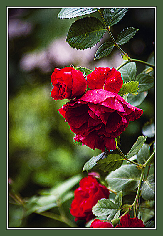 Этюд с цветком - Владимир Кроливец Этюд с цветком - Владимир Кроливец