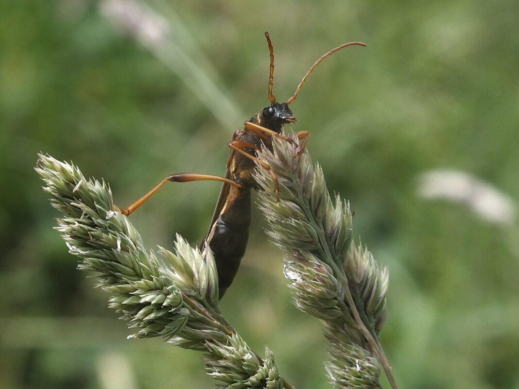 Полевой пилильщик - Зоя Мишина