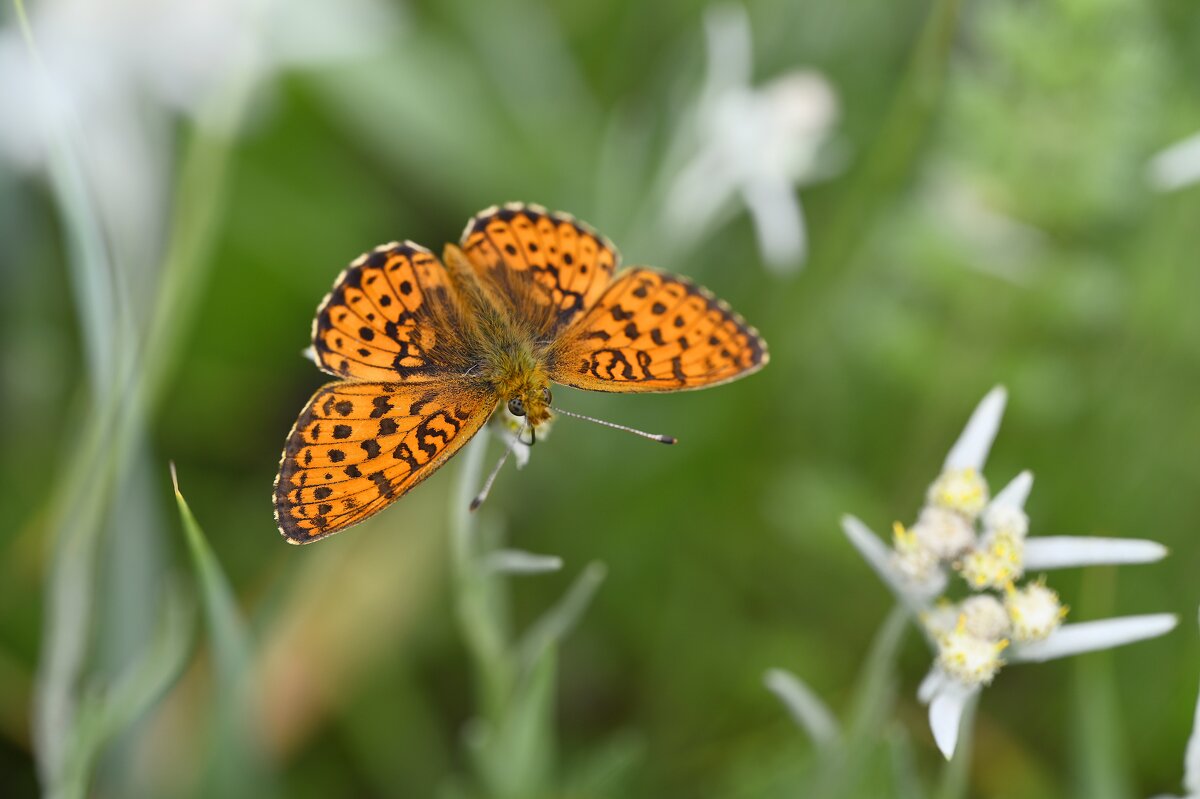 Перламутровка на эдельвейсе - Ольга 