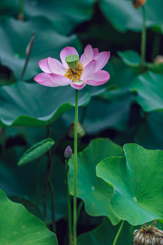 Лотосы в парке - Дмитрий 