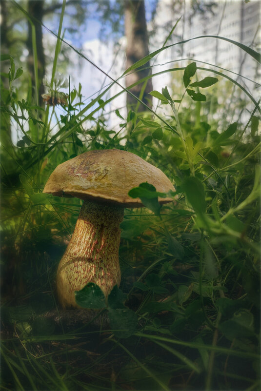 Городские грибы - AZ east3