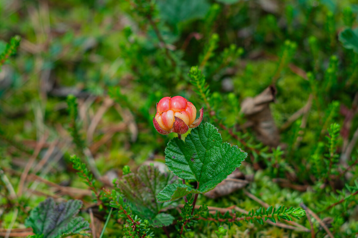 Дары леса - Александр Филатов Дары леса - Александр Филатов