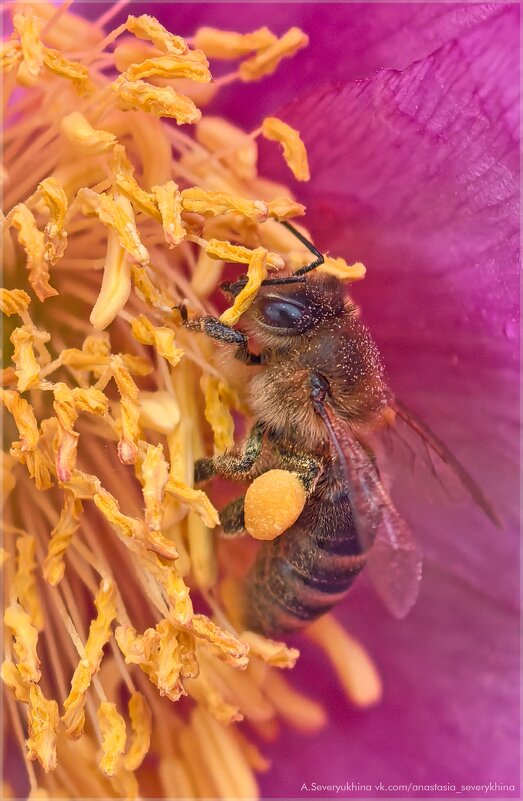 трудяжка - Анастасия Северюхина