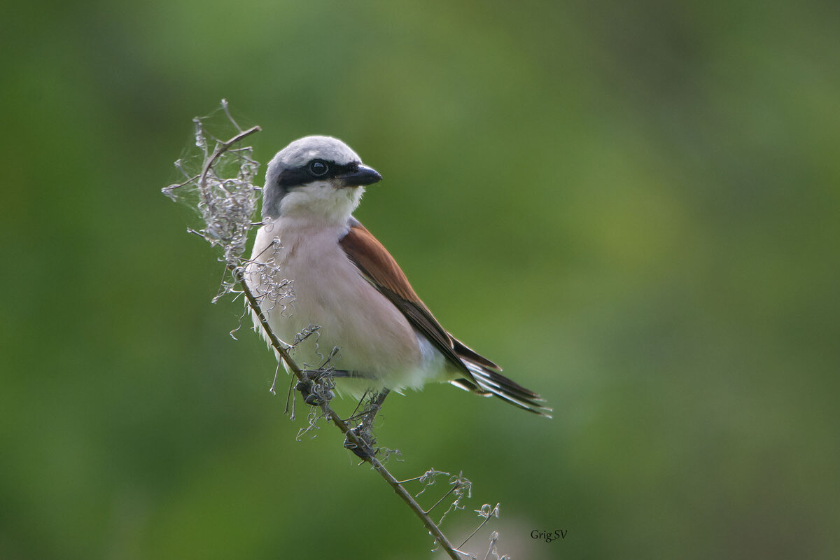 Жулан - Светлана Григорьева