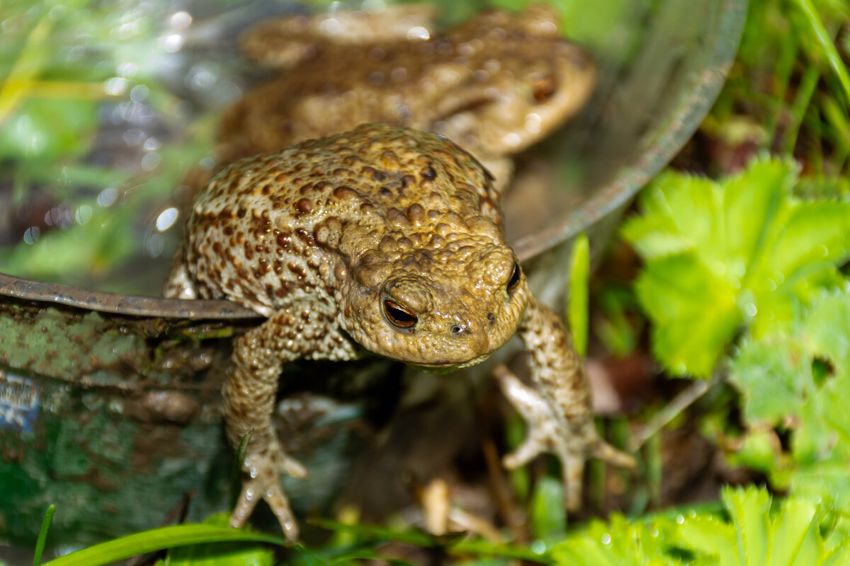 Земноводные - Владимир VS