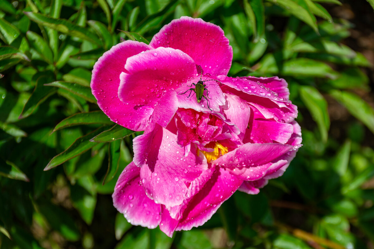 Лето - Владимир VS