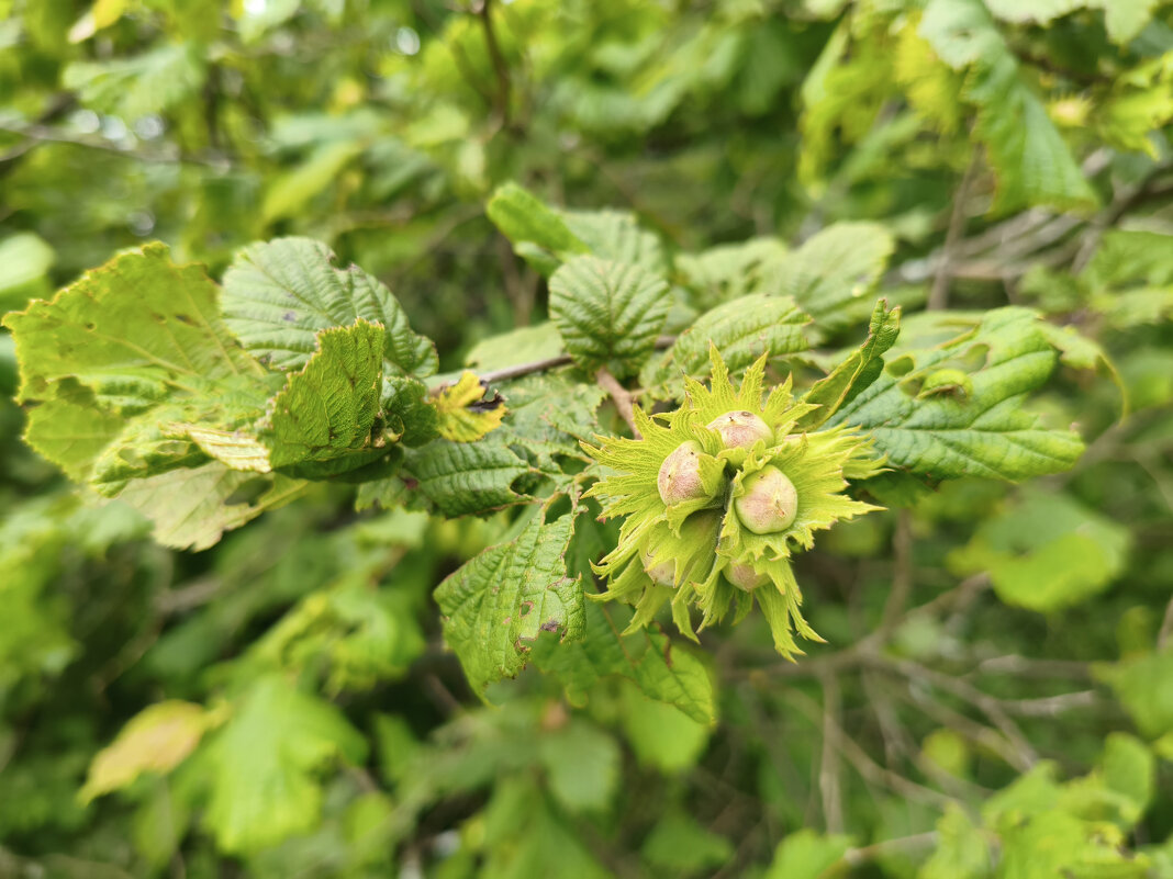 Лесной орех / Лещина (Corylus) - Денис Бочкарёв
