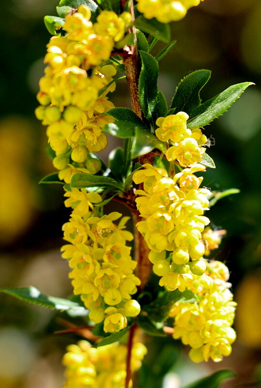 Жёлтость гор... - Александр Кондаков Жёлтость гор... - Александр Кондаков