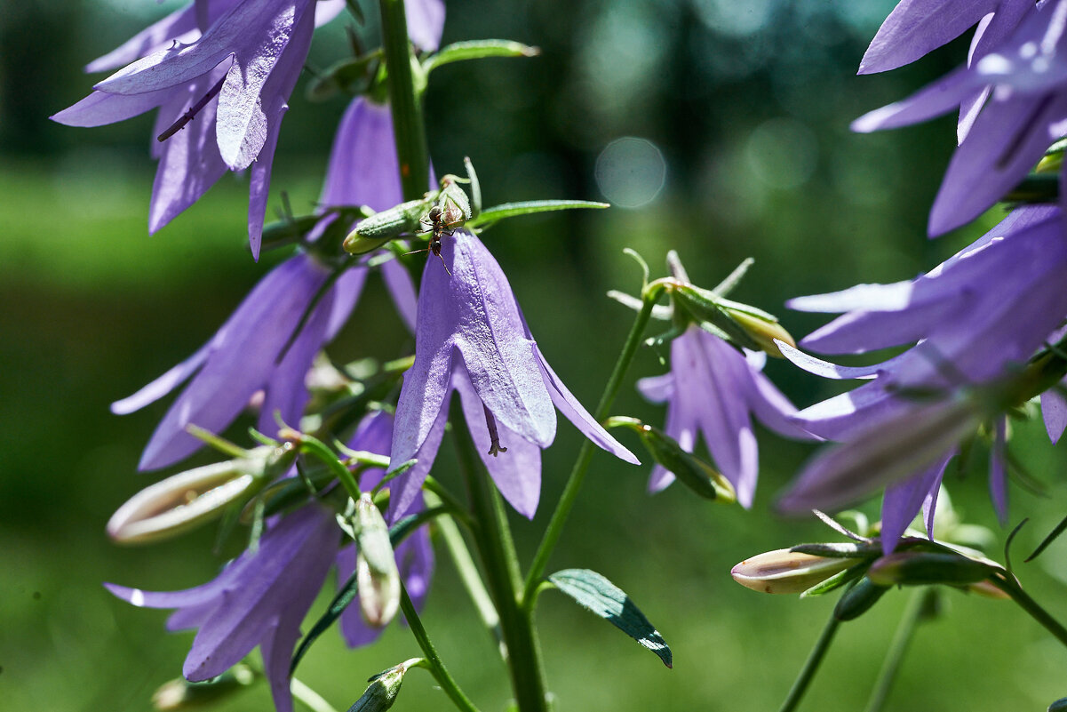колокольчик - Александр Леонов