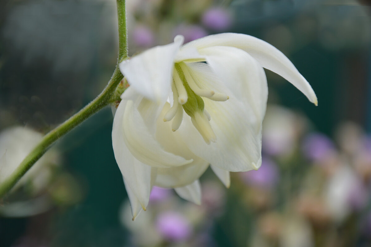 Юкка - Надежда Куркина 