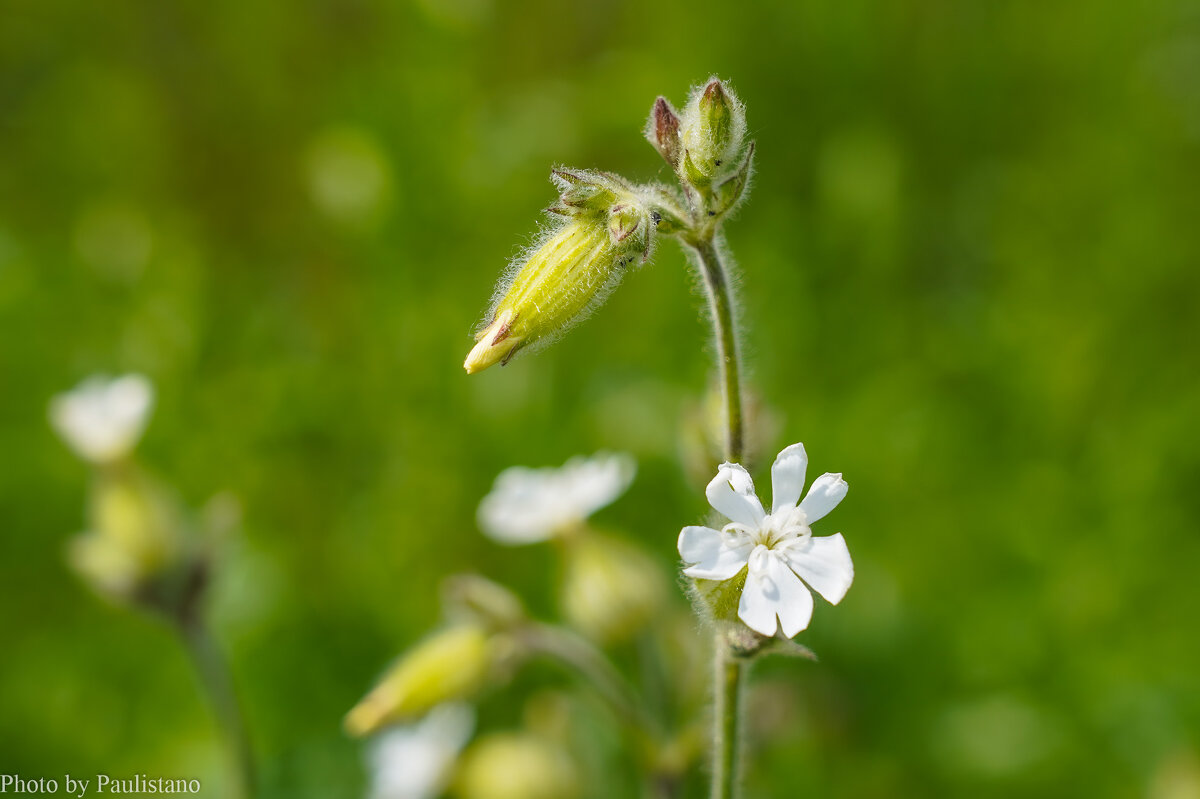 Цветы июня... - Владимир Жданов