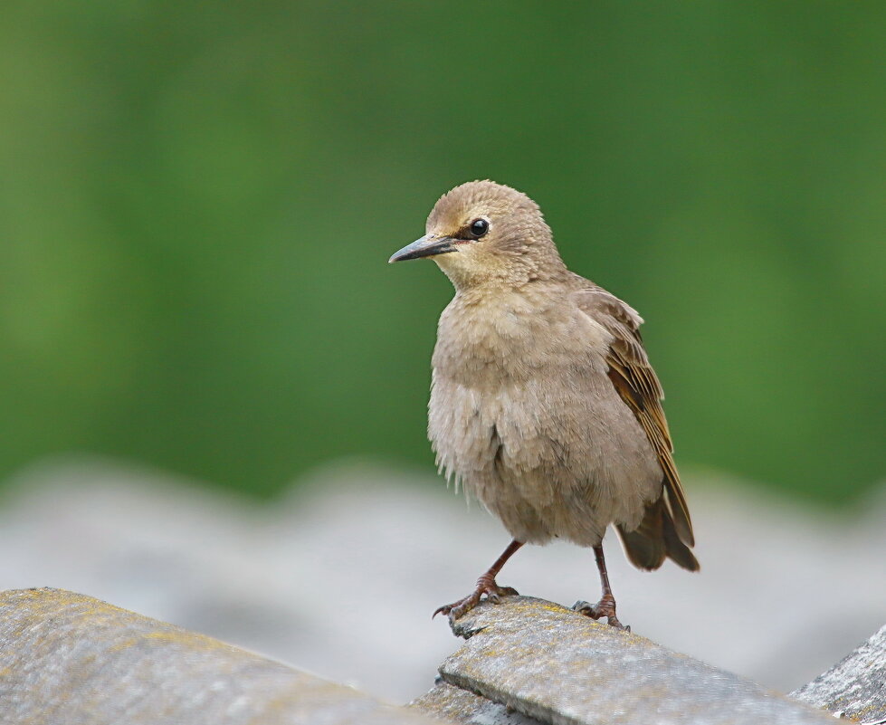 подросток... - Andrey Bragin 