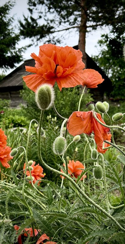 Лето в деревне… - VADIM *****