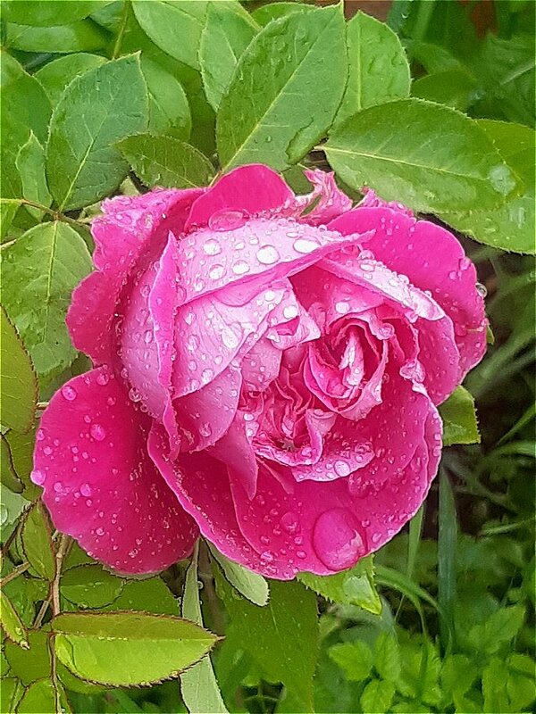 А просто летний дождь прошёл... - Нина Андронова