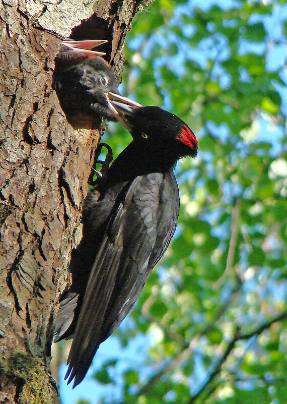 гнездо черного дятла - gawrilа - dan