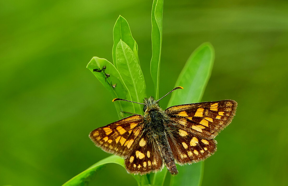 и снова бабочки 23 - Александр Прокудин