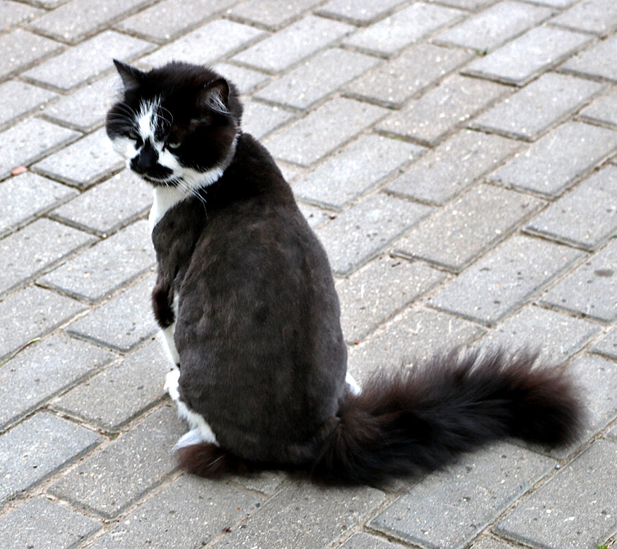 Вот такие мы пышнохвостые! - Светлана 