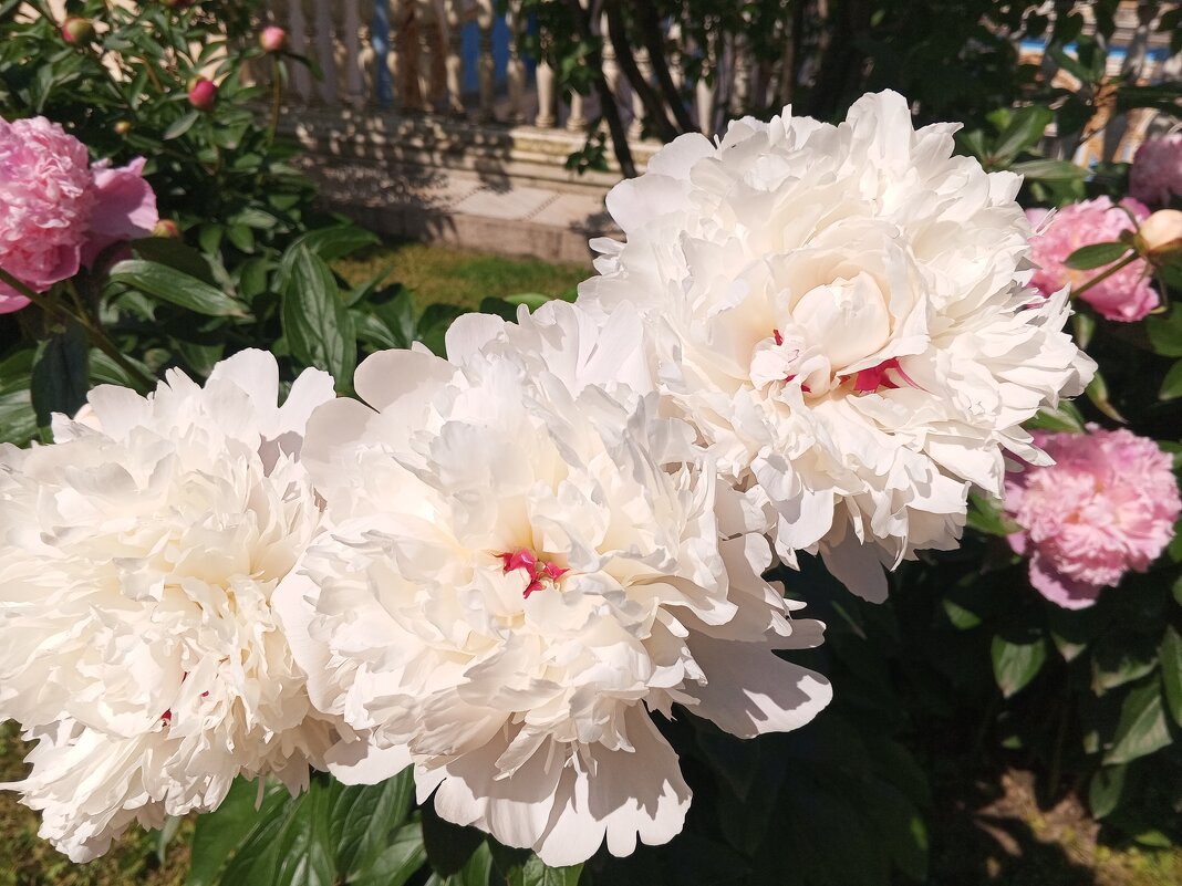 Пион - Сапсан 