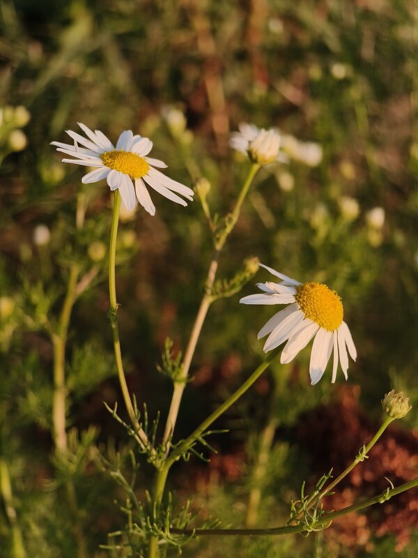 *** - Валерий Ткаченко
