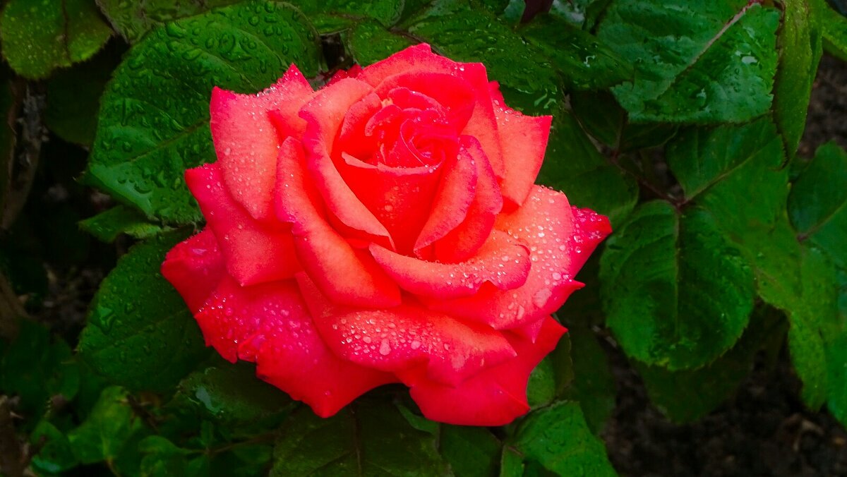 О красоте цветов. - Милешкин Владимир Алексеевич О красоте цветов. - Милешкин Владимир Алексеевич