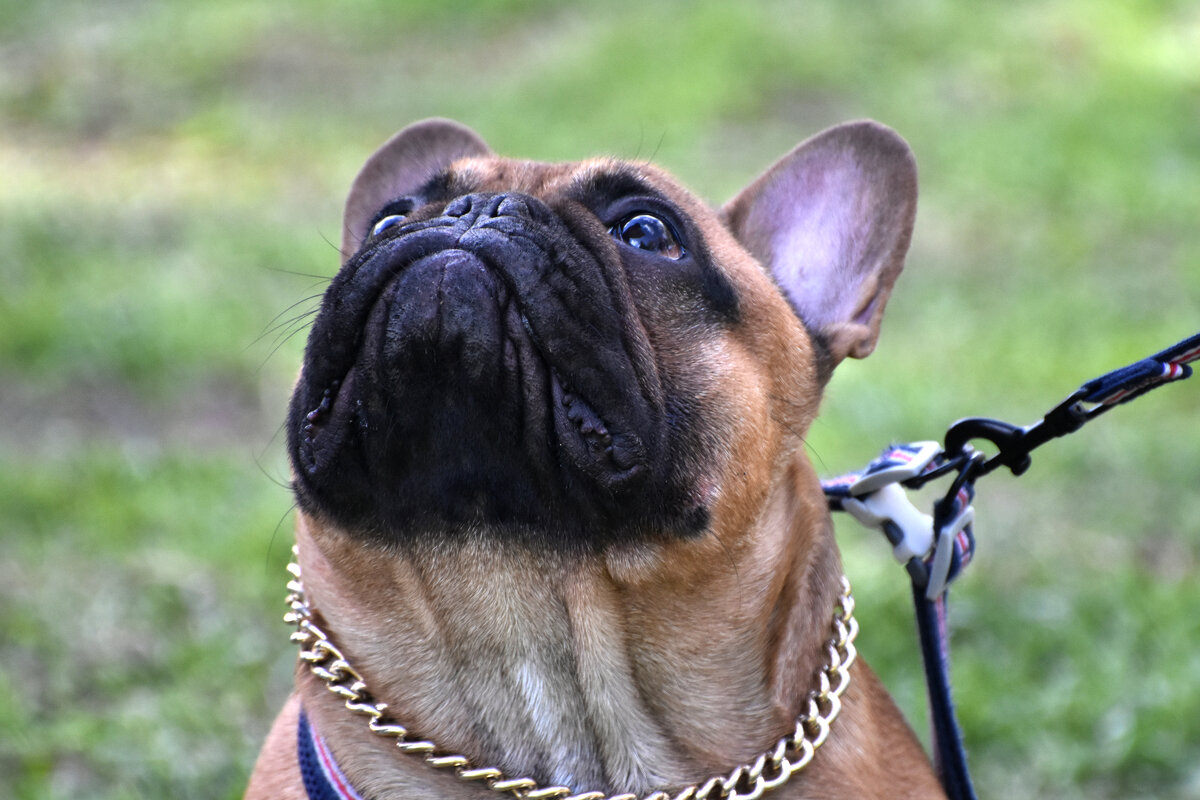 Москва. Парад французских бульдогов в усадьбе «Воронцово». - Наташа *****