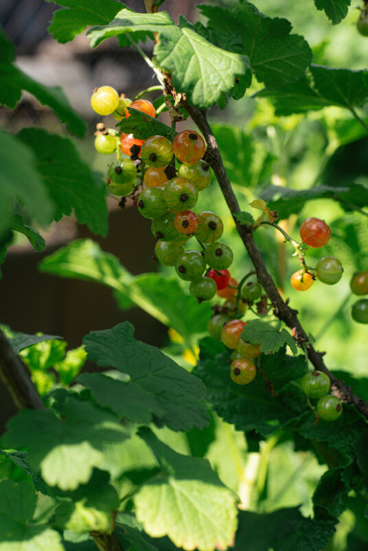Смородина на подходе. - Михаил Соколов