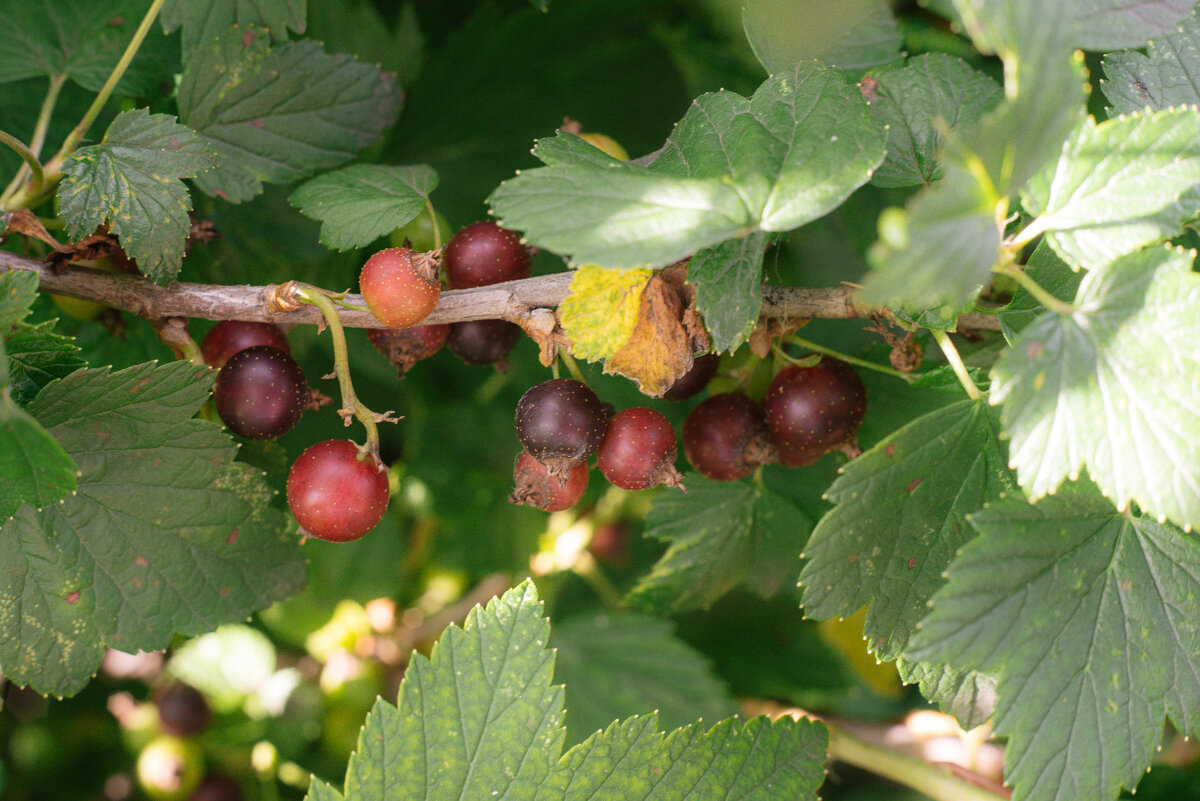 Смородина на подходе. - Михаил Соколов