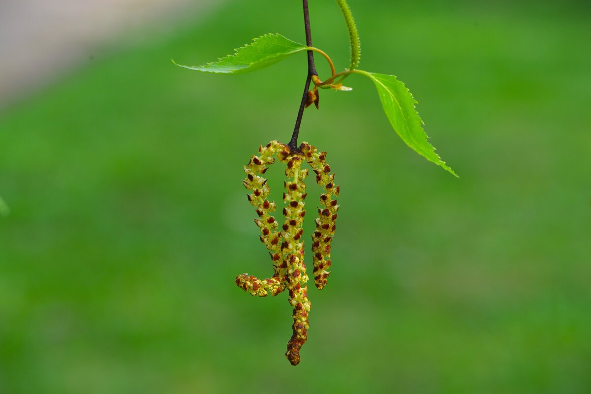Берёза - Константин Анисимов