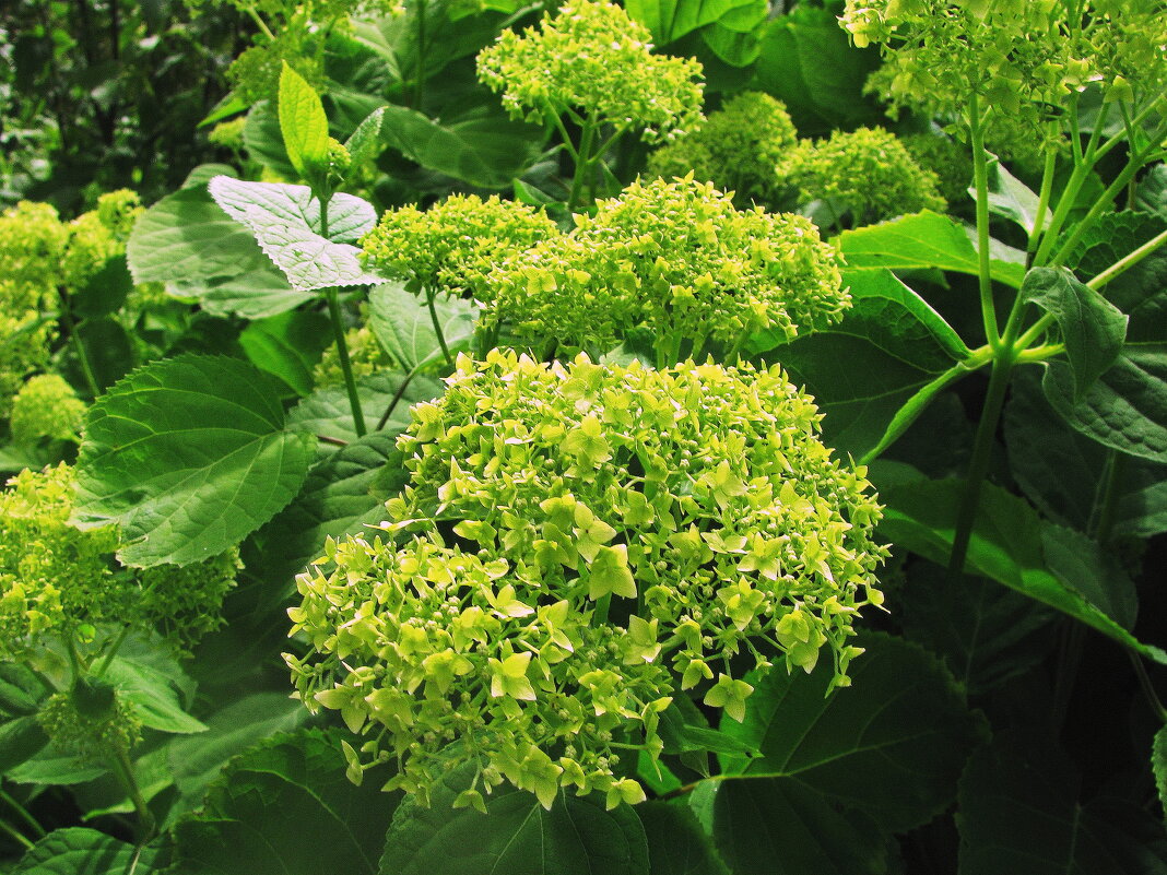 Гортензия - Людмила Смородинская