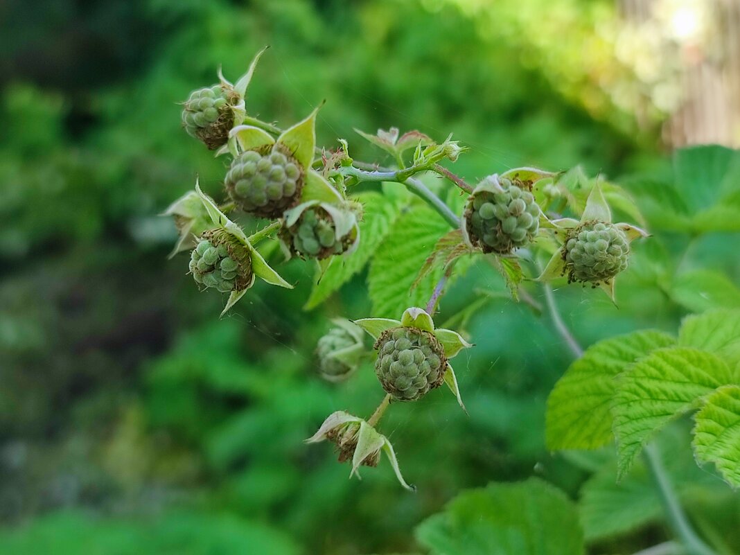 Малина - Валентина Богатко 