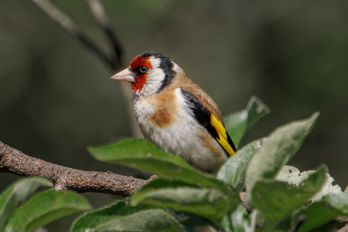 Черноголовый щегол - Sergey38 