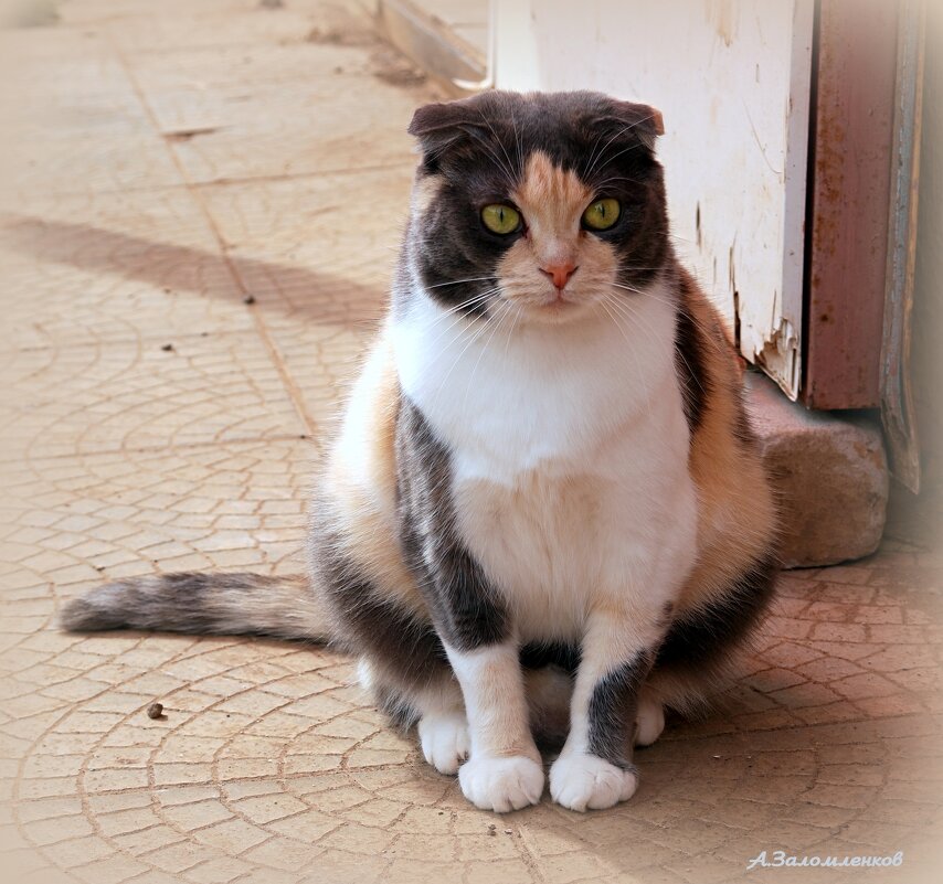 Эх, вот и июнь пролетел.. - Андрей Заломленков