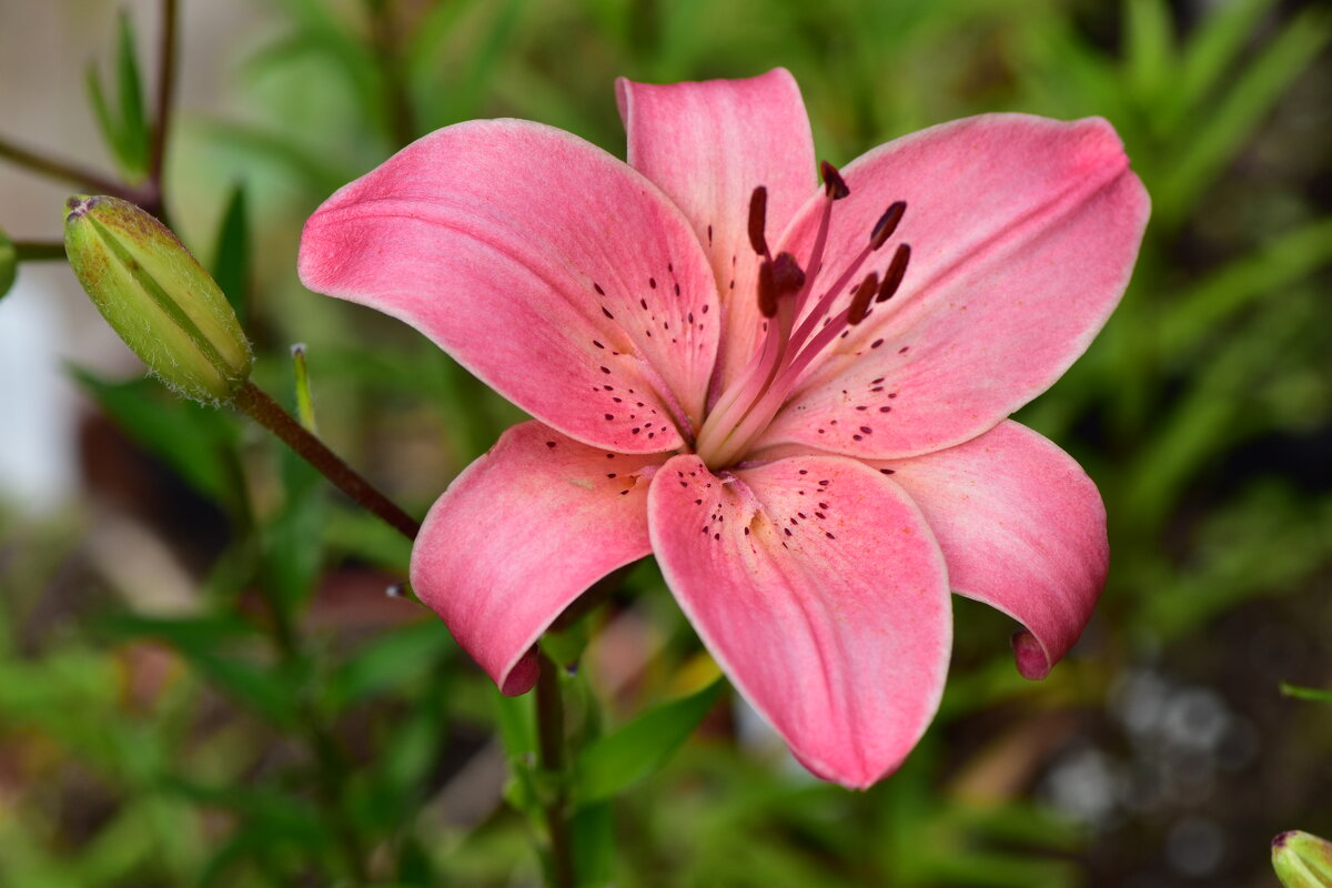 Авдотья - Vera_85916050 Lario Авдотья - Vera_85916050 Lario