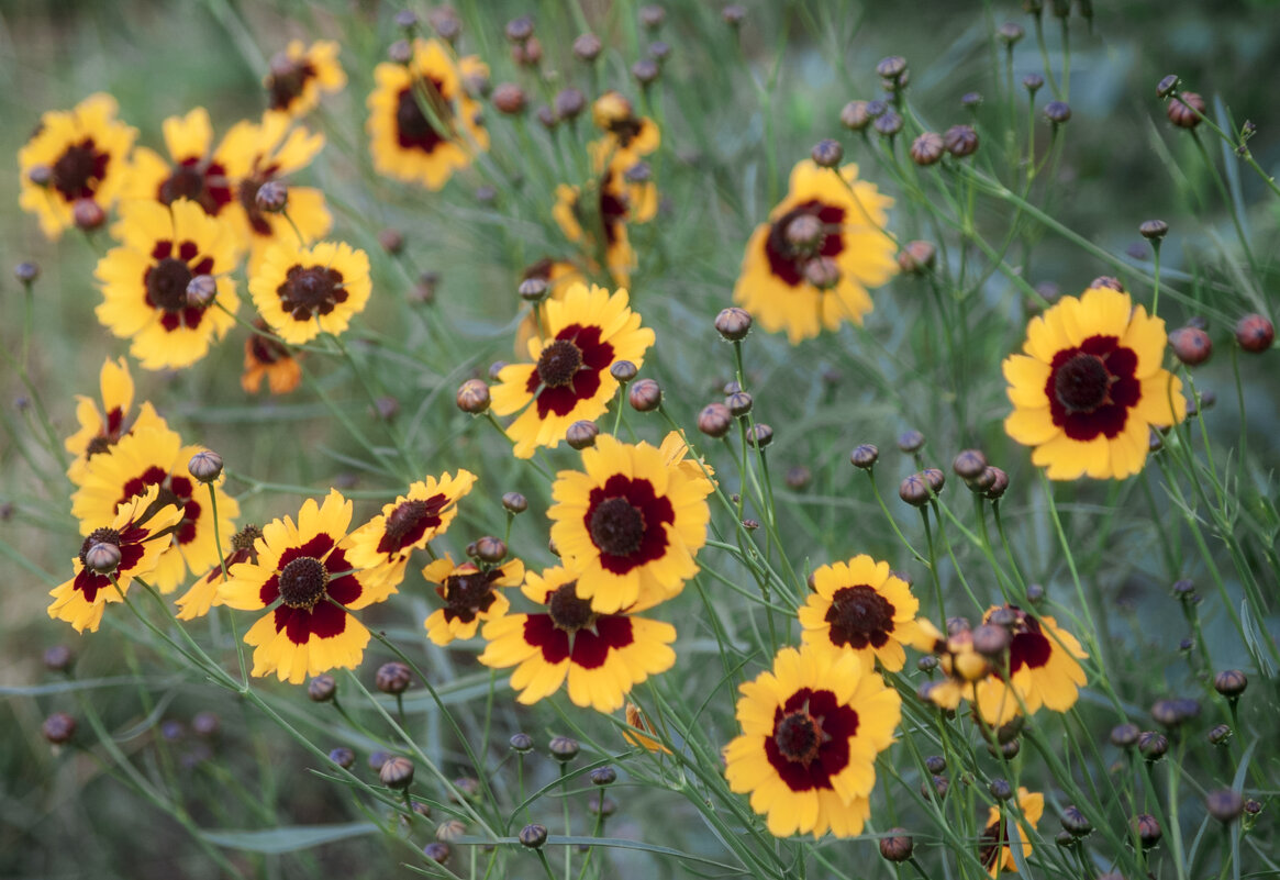 Лета, друзья, цветы - Владимир Максимов