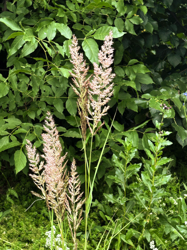 Вейник - Oleg4618 Шутченко