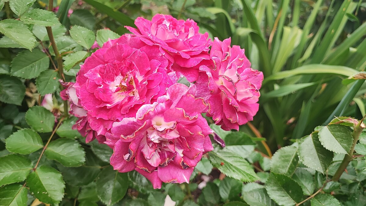 ,,, - Сергей Тимоновский