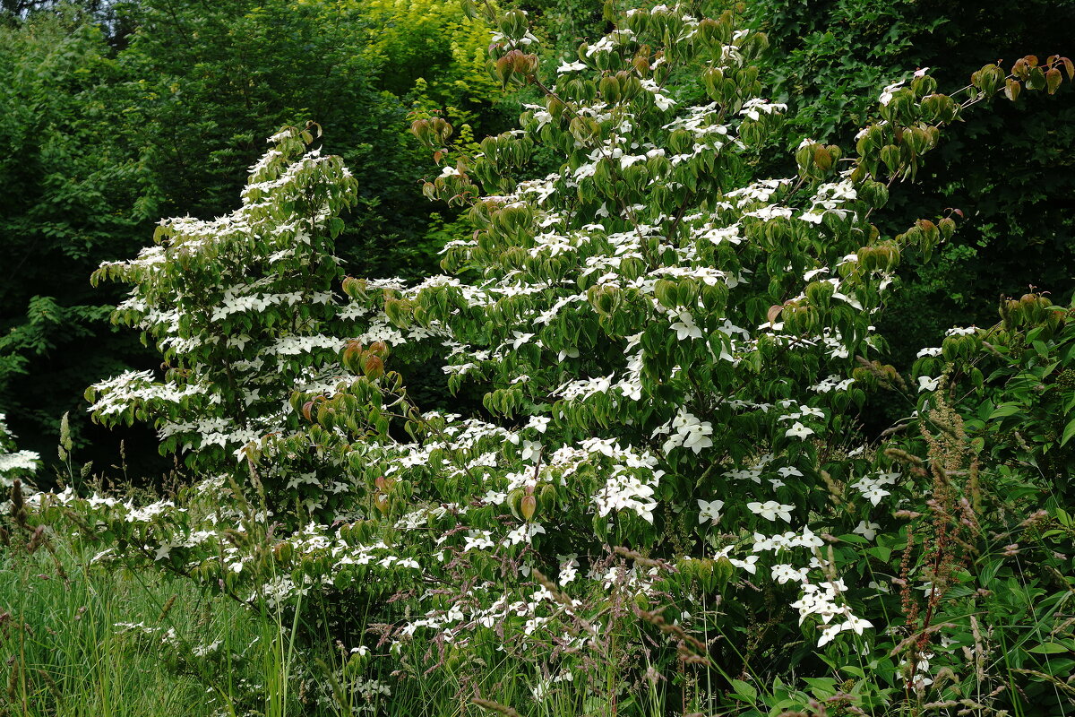 Цветет Дерен - Рита Симонова