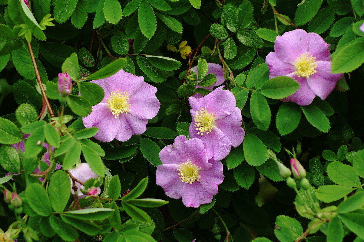 Цветет Шиповник - Рита Симонова Цветет Шиповник - Рита Симонова