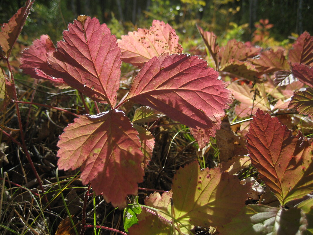 Костяника - Anna Ivanova