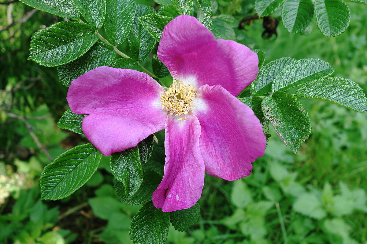 Цветет Шиповник - Рита Симонова