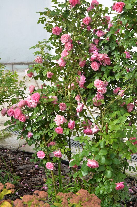 Плетистые розы - Oleg4618 Шутченко