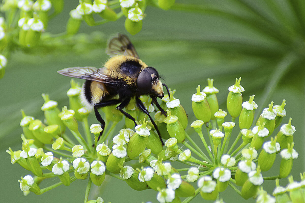 Журчалка шмелевидная - Геннадий Супрун Журчалка шмелевидная - Геннадий Супрун