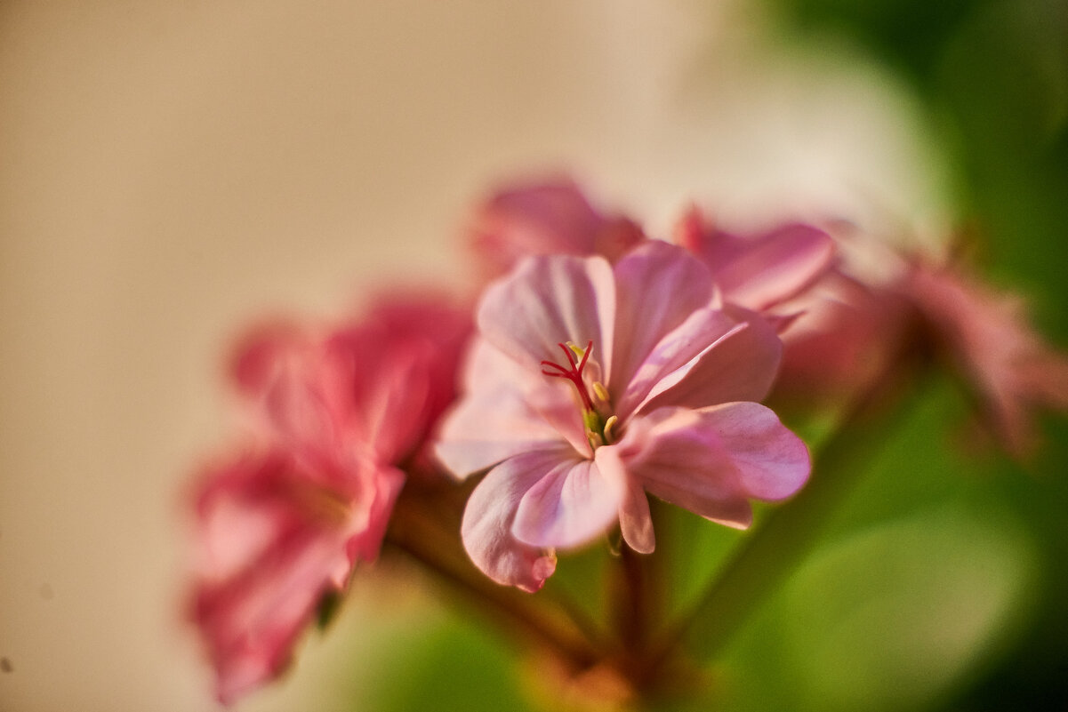 семейство Гераневых - Александр Леонов