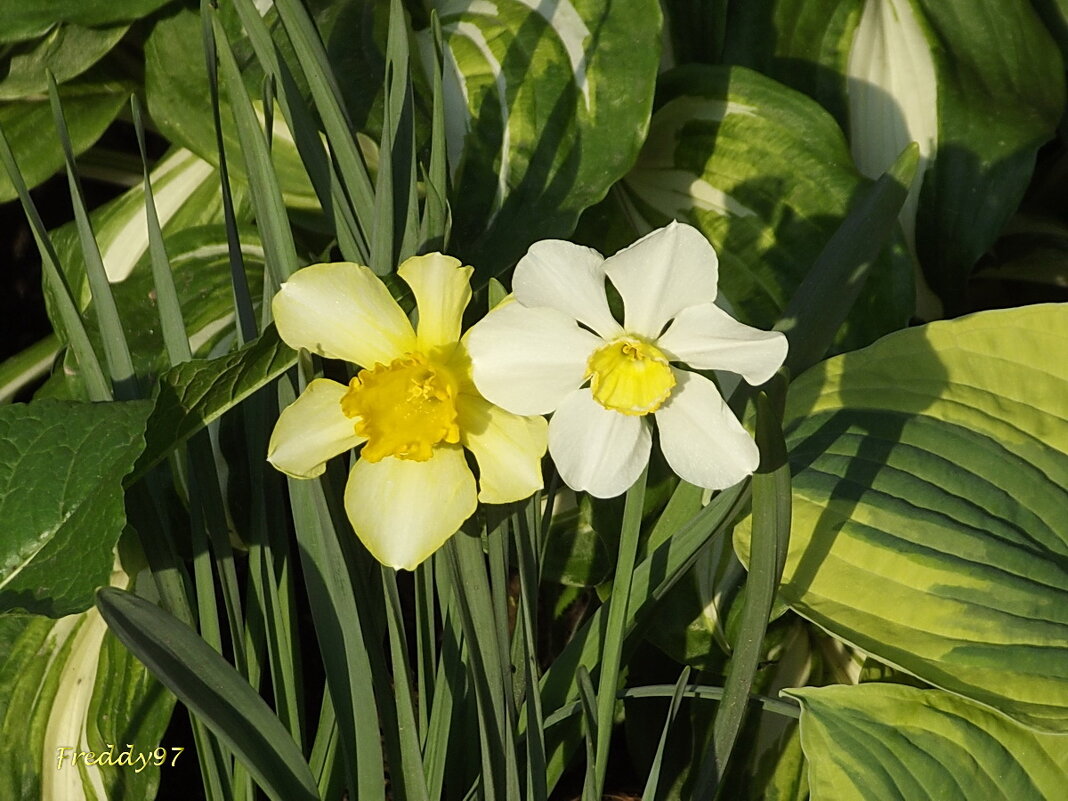 Нарциссы - Freddy 97