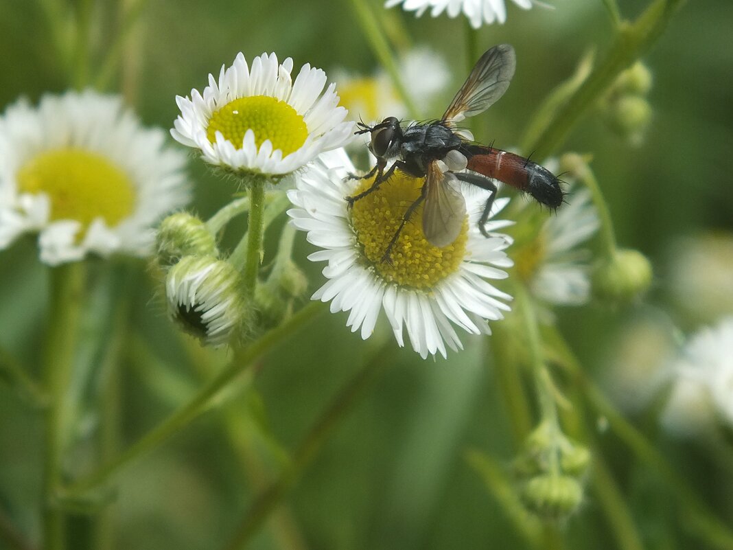 ** - Зоя Мишина