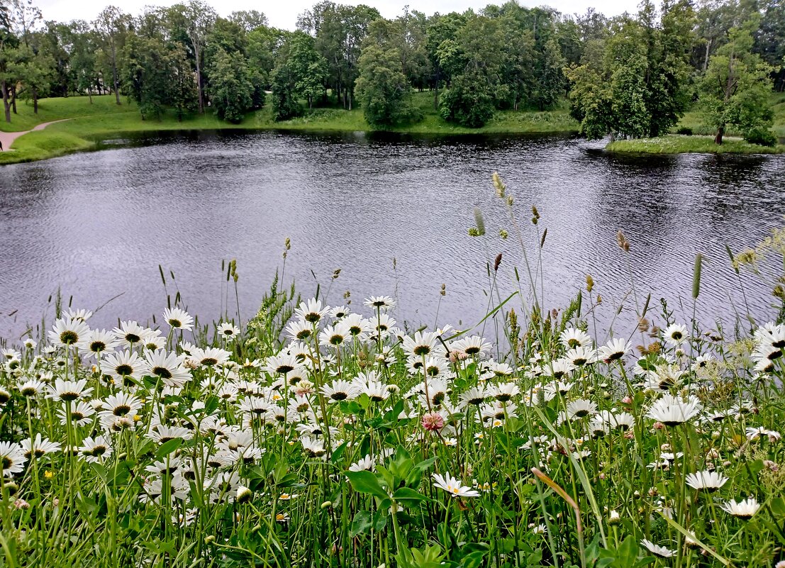 Ромашковый берег. - Лия ☼